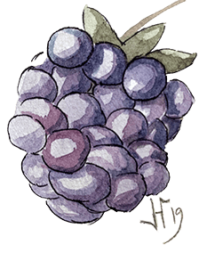 Brombeere
